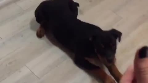 Rottweiler Shows Off Oscar-Worthy Acting Skills