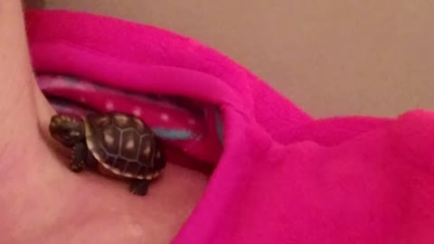 Tortoise Hatchling