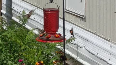 Crazy hummingbirds