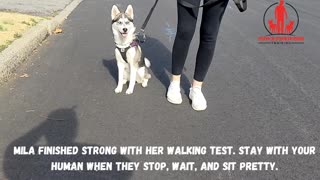 Puppy Graduation