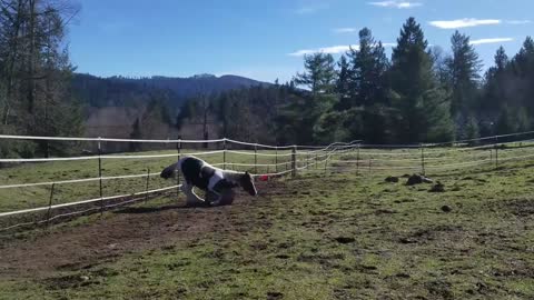 Horse Throws Tantrum Over Lost Ball