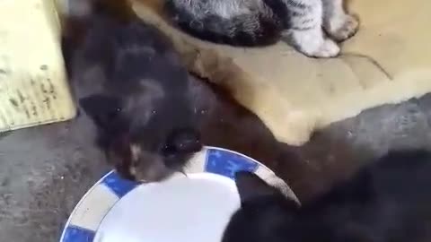 The mother keeps them while the little cats eat