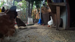 Backyard Chickens Early Morning With Rain Sounds Noises Hens Roosters!