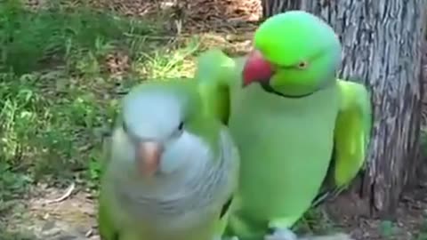 The cutest birds you will see today!