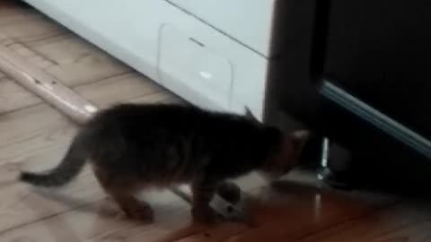 TV for kitten (watch until the end of)
