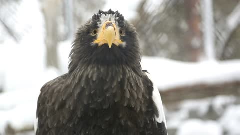 Eagle in the snow closeup - With beautiful music