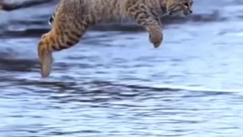 Tiger pub jump/viral animal video clip