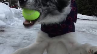 Collab copyright protection - dog catches tennis ball