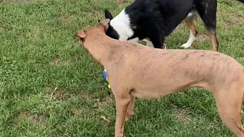 Dogs fight over toy 👇 See the Description for a Surprise!