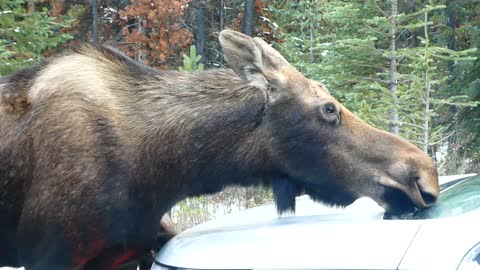 Moose Family Car Wash