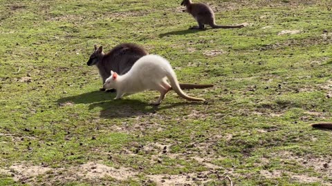Group of Wild Kangaroos