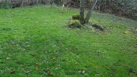 Dog Chases Deer
