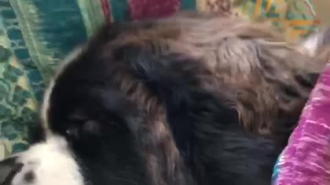 Big dog steals their human's bed