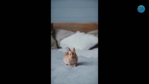 Funny and Cute Rabbits | Cute Baby Bunny Rabbit Videos | Cute and Funny Animals | #5