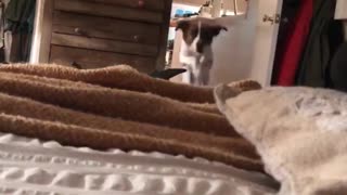 White dog running and sliding across bed