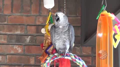 Einstein the talking parrot talks about the Theory of Relativity