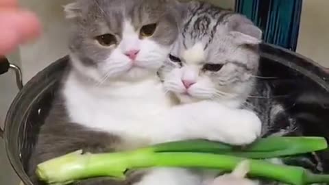Two cats clinging to each other