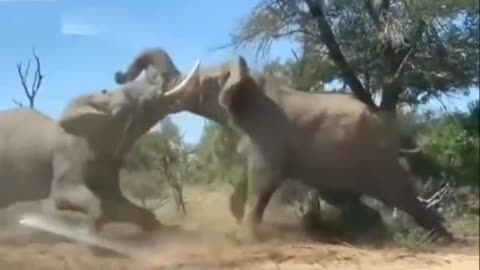 Real elephant fight scene