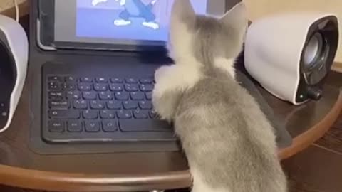 Hoomans watch TV series that has hoomans