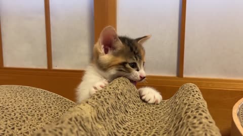 [46-day-old kitten] A kitten that imitates a mother cat [47th day of protection]