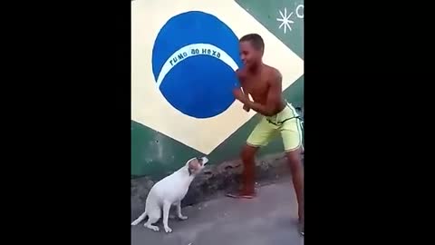 Perrito B