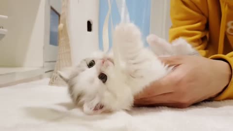 Cute Meowing Kitten Video