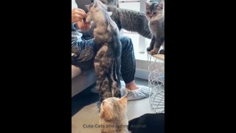 Cute Cat and Kitten Videos Compilation 2021. Try Not to Laugh