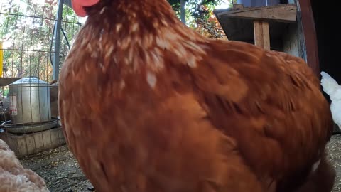 Backyard Chickens Fun Relaxing Video Sounds Noises Continuous Hens Clucking Roosters Crowing!