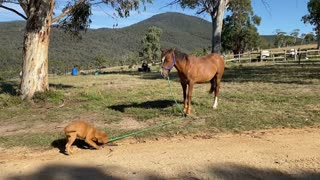 Adorable Puppy Walks Wild Born Brumby Colt