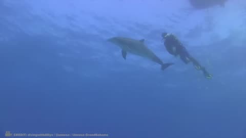 Unforgettable Bonds: Animal Reunions That Defy Time | Heartwarming Moments