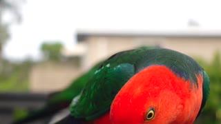 Parrot eating seeds