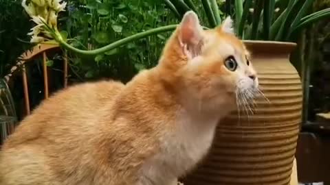 cute baby cat with flowers