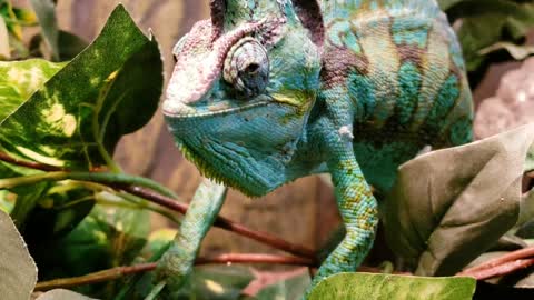 Chameleon is all smiles after eating tasty snack