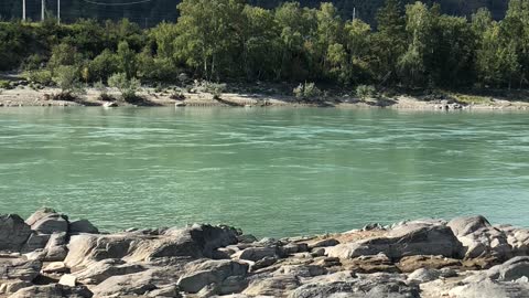 mountain river Katun with beautiful color