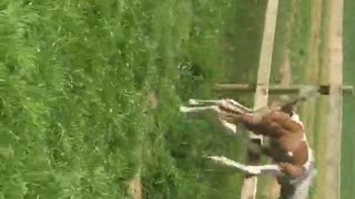 Foal runs to fence and fails to jump