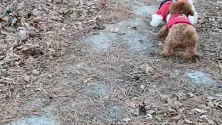 Dog on a walk in the early morning