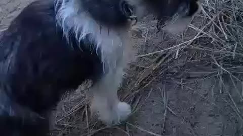 Schnauzer Puppies meet the chickens