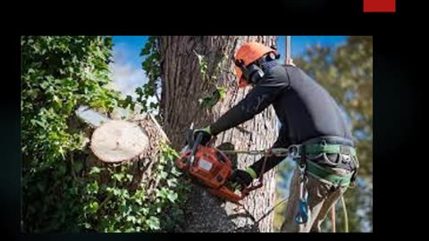 Best Tree Removal in Manukau City Centre