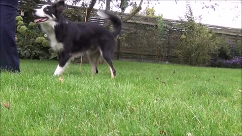 Border Collie shows how to change from moving into stand position