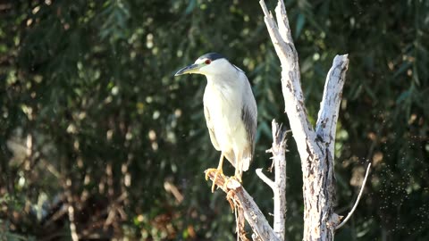 Blacked-crowned Night Heron in the Wetlands