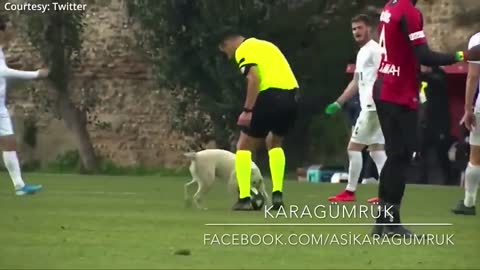 dog interrupts football game, and plays with athletes