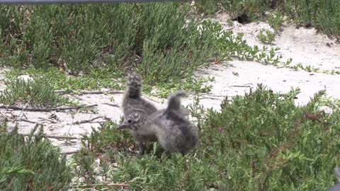 Adorable Clumsy Baby Seagulls