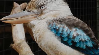 A beautiful bird that looks like a duck