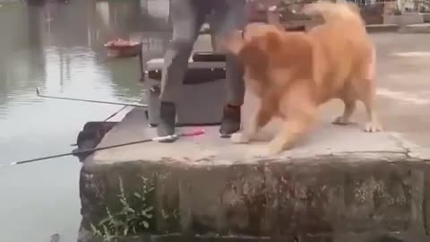 golden retriever helping to a fish