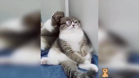 Funny cat doing really great fun