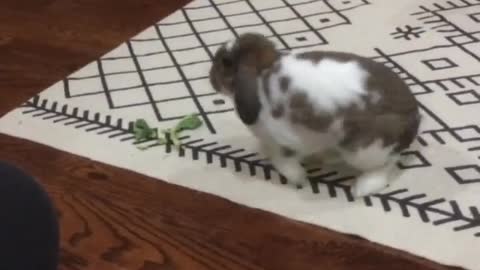 Bunny rabbit has a case of the zoomies