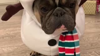 French Bulldog models adorable snowman costume