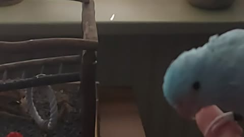 Slomo of my parrotlet