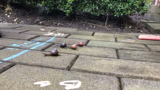 A Snail Race over Time-Lapse