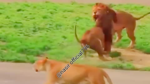 Goreela vs lion|king of forest#Goreela#forestanimal#Lion